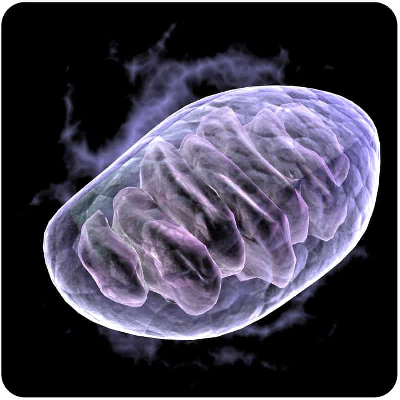 Notre blog info 4 HYPERBARE, ALLIÉE DES MITOCHONDRIES… Mais c’est quoi ça une mitochondrie !?